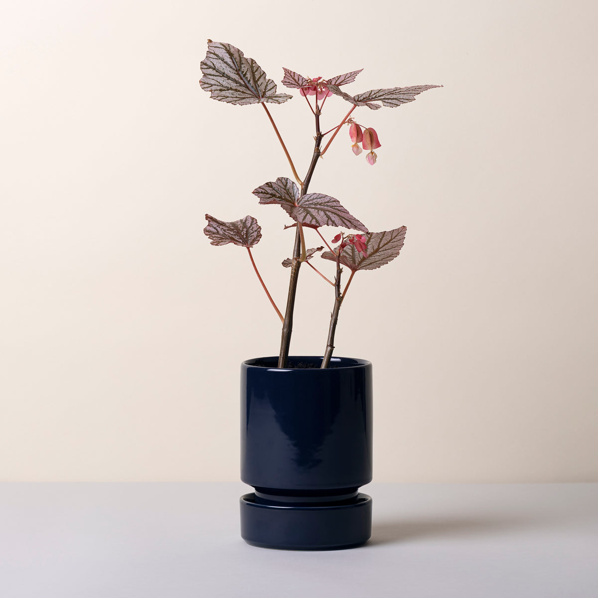 Hoff Glazed Sapphire Blue 12cm Pot with Saucer – Lenox Corporation