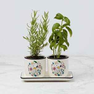 Chef Snoopy Herb Pots, Set Of 3