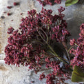 DTOC ARTIFICIAL BUTTERFLY BUSH, ROUGE