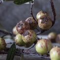 DTOC ARTIFICIAL ROSEHIP, DAPPLED