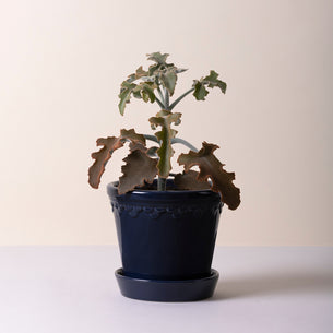 Home Accessories<br>& Décor