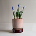 Hoff Raw Rosa Glazed Deep Burgundy Pot Set 5.5"