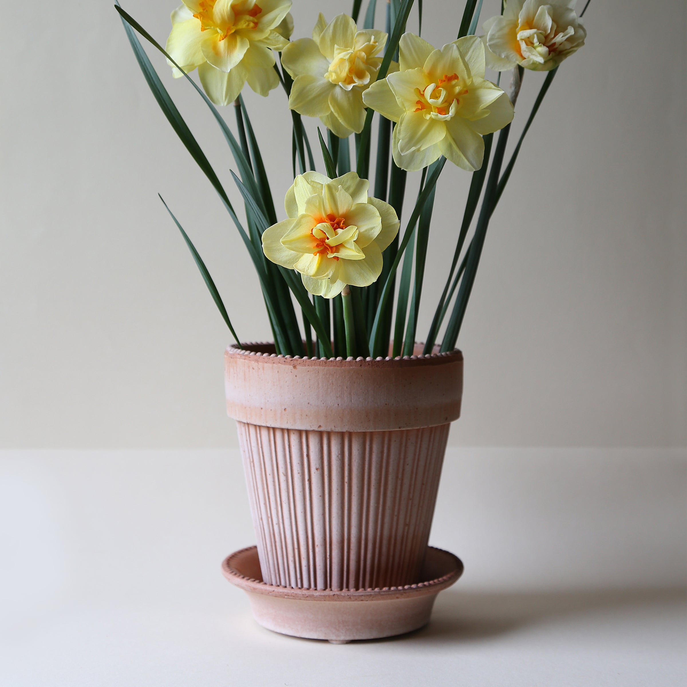 Simona Raw Rosa 16cm Pot with Saucer – Lenox Corporation