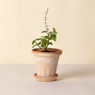 Fleur Raw Rosa 14cm Pot with Saucer