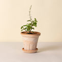 Fleur Raw Rosa Pot, 5.5"