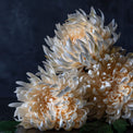 Artificial Cream Chrysanthemum Stem