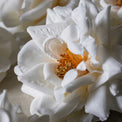 Artificial Winter Rose Stem