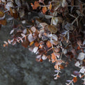 Artificial Dusk Eucalyptus Wreath