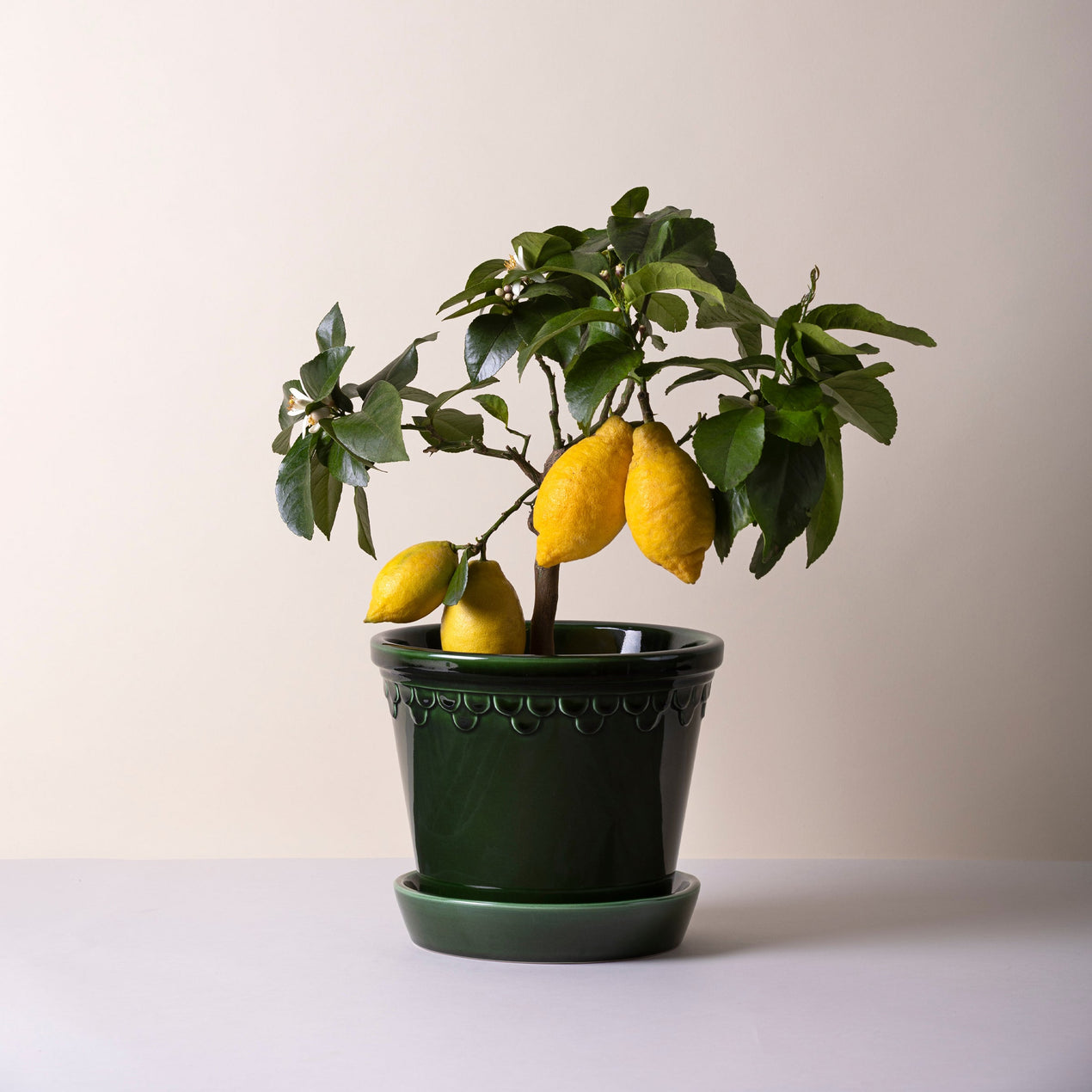 Kobenhavner Emerald Green Pot Set 16CM