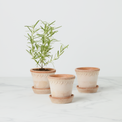 Three terracotta pots with plants on a white background